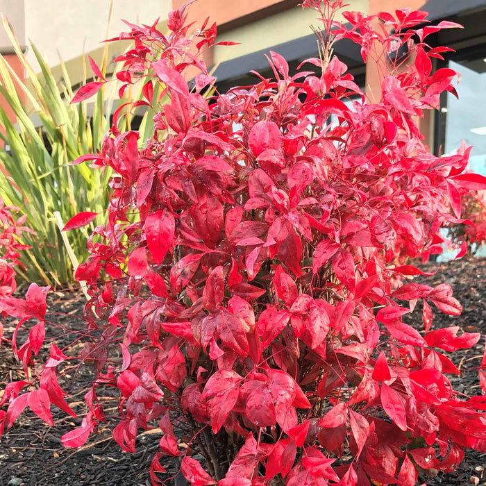 Heavenly Bamboo 'Firepower'