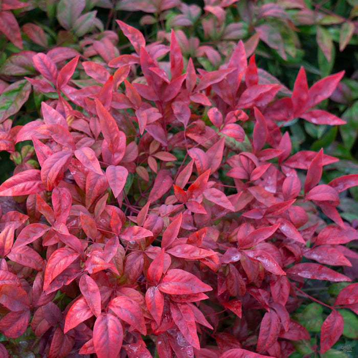 Heavenly Bamboo 'Firepower' Winter Colors