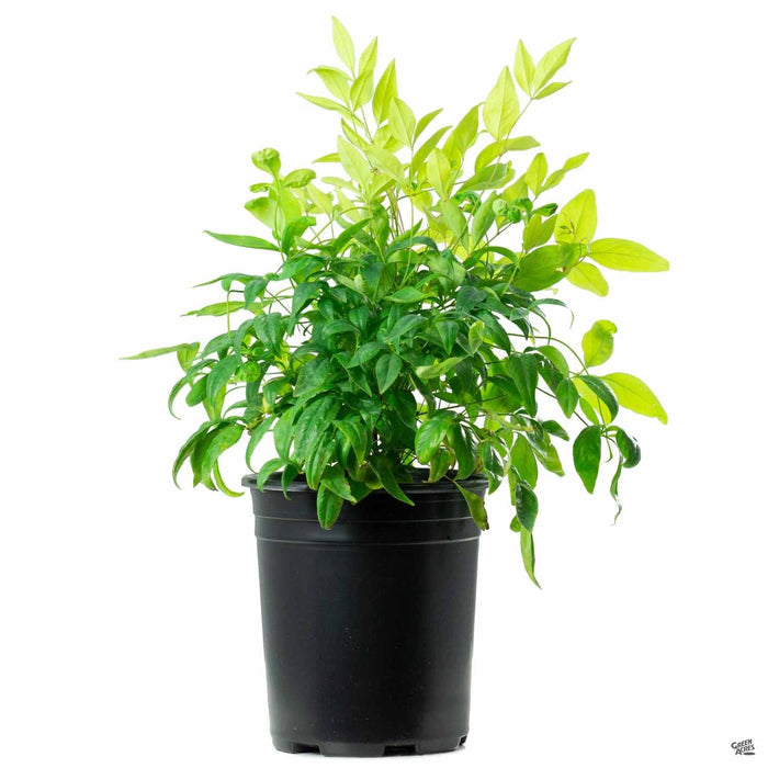 Heavenly Bamboo 'Firepower' 1 gal