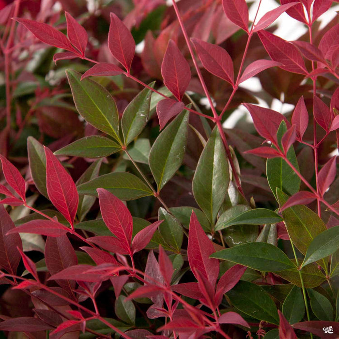 Heavenly Bamboo 'Flirt'