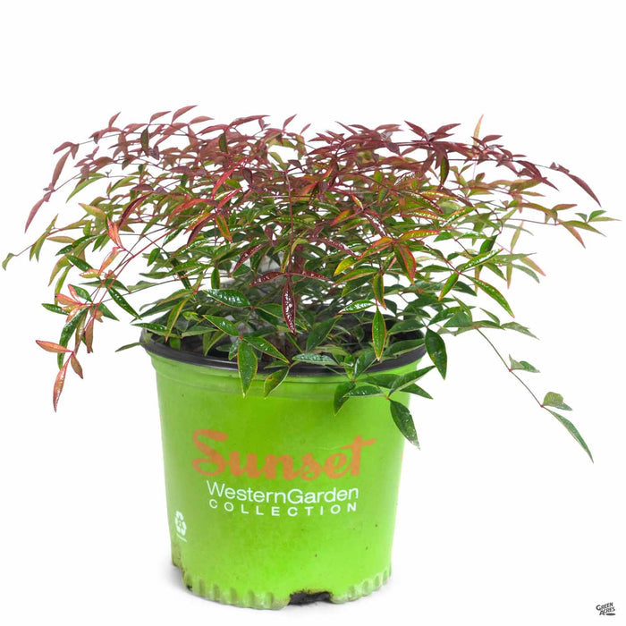 Heavenly Bamboo 'Flirt' 01T