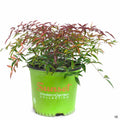 Heavenly Bamboo 'Flirt' 01T