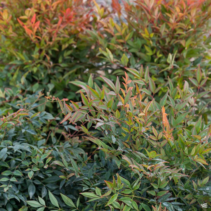 Heavenly Bamboo 'Gulf Stream'