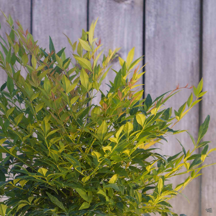 Heavenly Bamboo 'Gulf Stream'