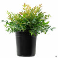 Heavenly Bamboo 'Gulf Stream' 1 gallon
