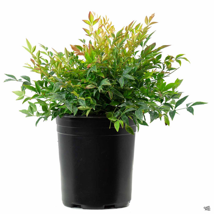 Heavenly Bamboo 'Gulf Stream' 1 gallon