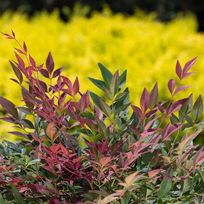 Heavenly Bamboo 'Obsession'