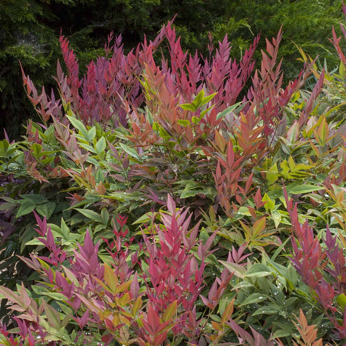 Heavenly Bamboo 'Obsession'