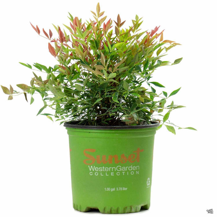 Heavenly Bamboo 'Obsession' Sunset 01T