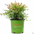 Heavenly Bamboo 'Obsession' Sunset 01T