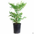 Heavenly Bamboo 1 gallon