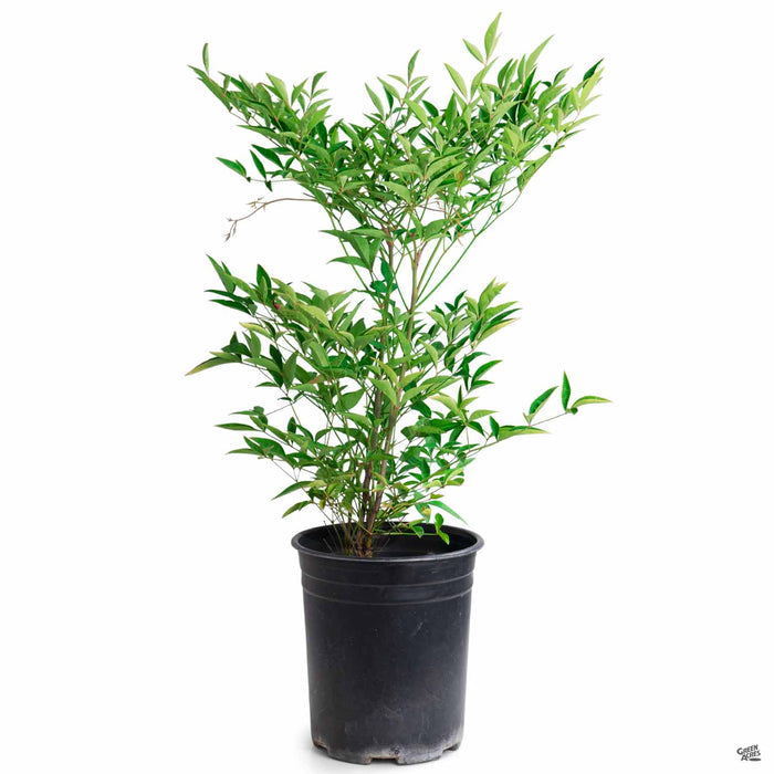 Heavenly Bamboo 1 gallon