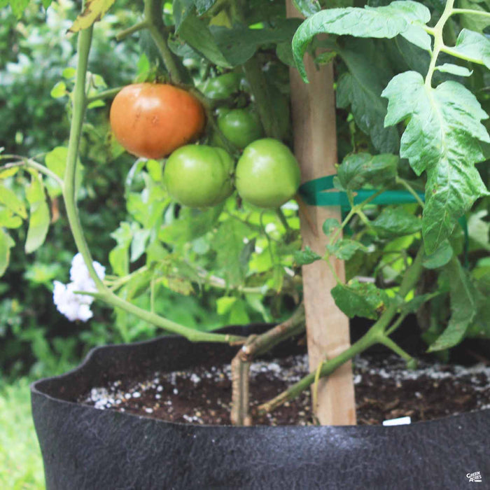 Smart Pot