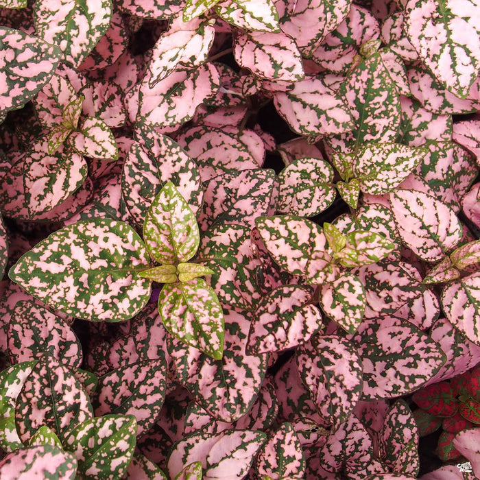 Hippo Pink Polka Dot Plant