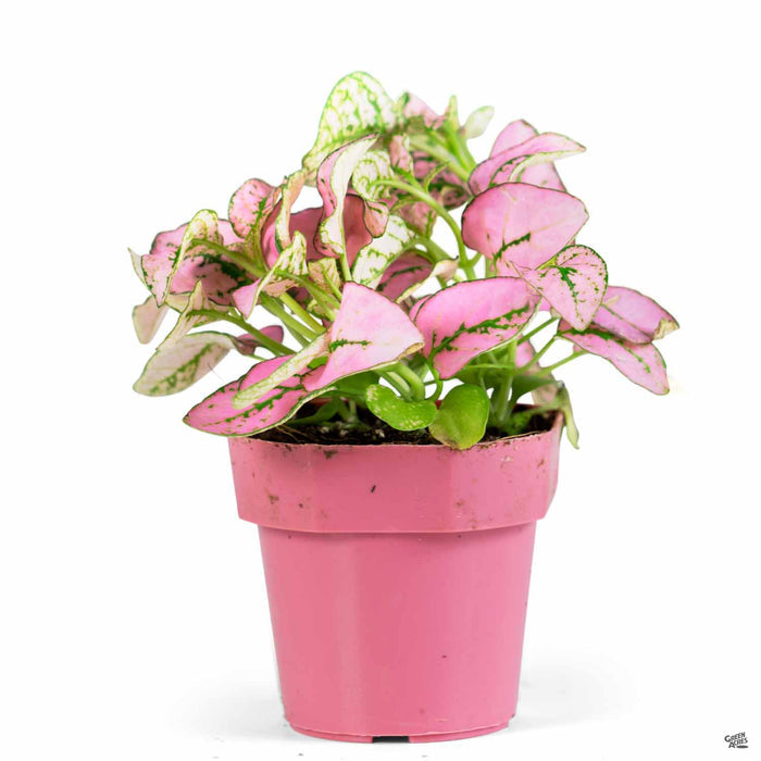 Hippo Pink Polka Dot Plant 2 inch