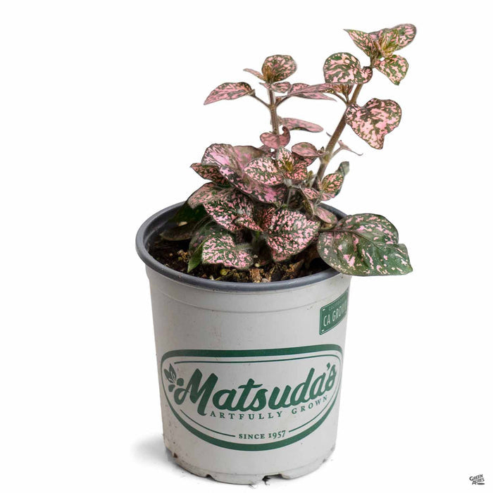 Hippo Pink Polka Dot Plant Quart