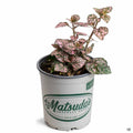 Hippo Pink Polka Dot Plant Quart