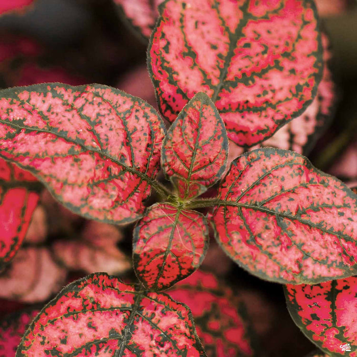 Hippo Red Polka Dot Plant
