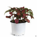 Hippo Red Polka Dot Plant 4 inch