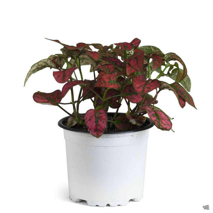 Hippo Red Polka Dot Plant 4 inch