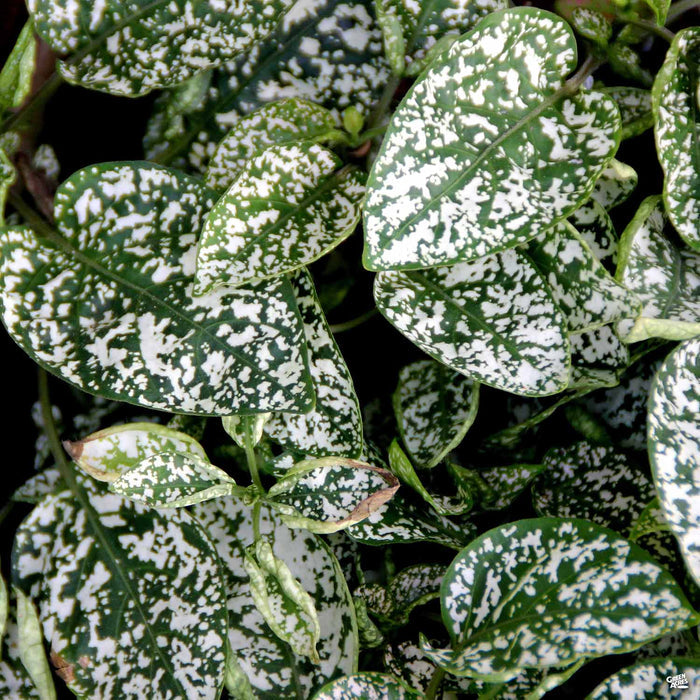 Hippo White Polka Dot Plant