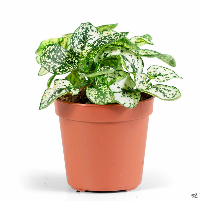 Hippo White Polka Dot Plant 2 inch