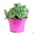 Hippo White Polka Dot Plant 4 inch