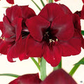 Amaryllis Bulb Royal Velvet