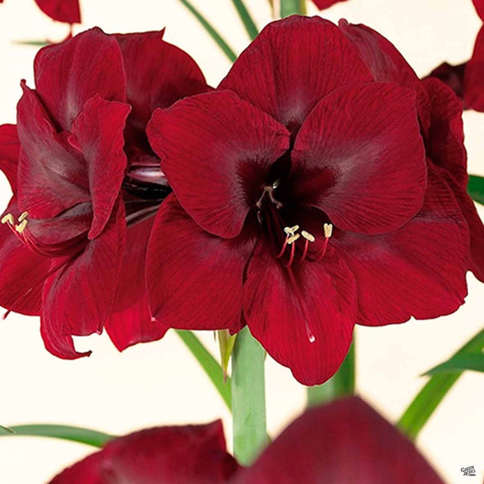 Amaryllis Bulb Royal Velvet
