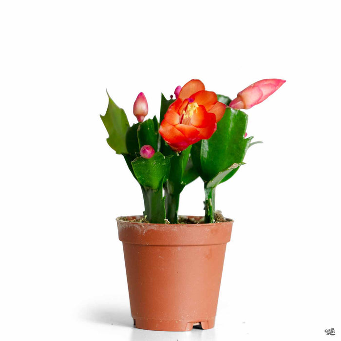 Christmas Cactus 2 inch