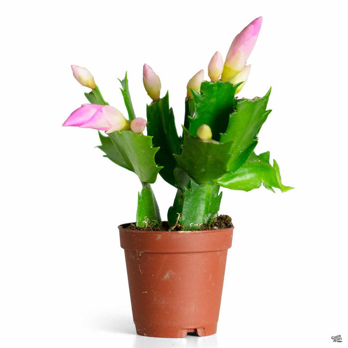 Christmas Cactus 2 inch