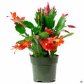 Christmas Cactus 4 inch