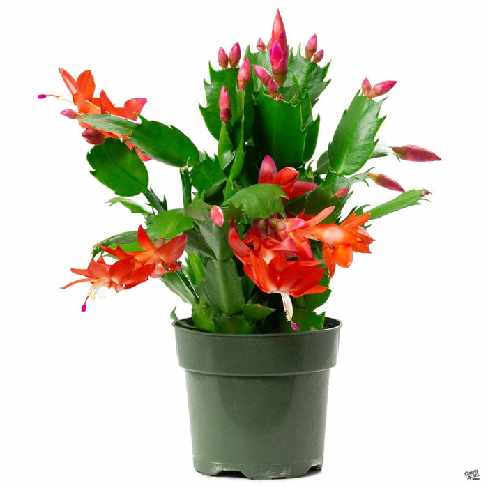 Christmas Cactus 4 inch