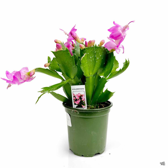 Christmas Cactus 4 inch Pink