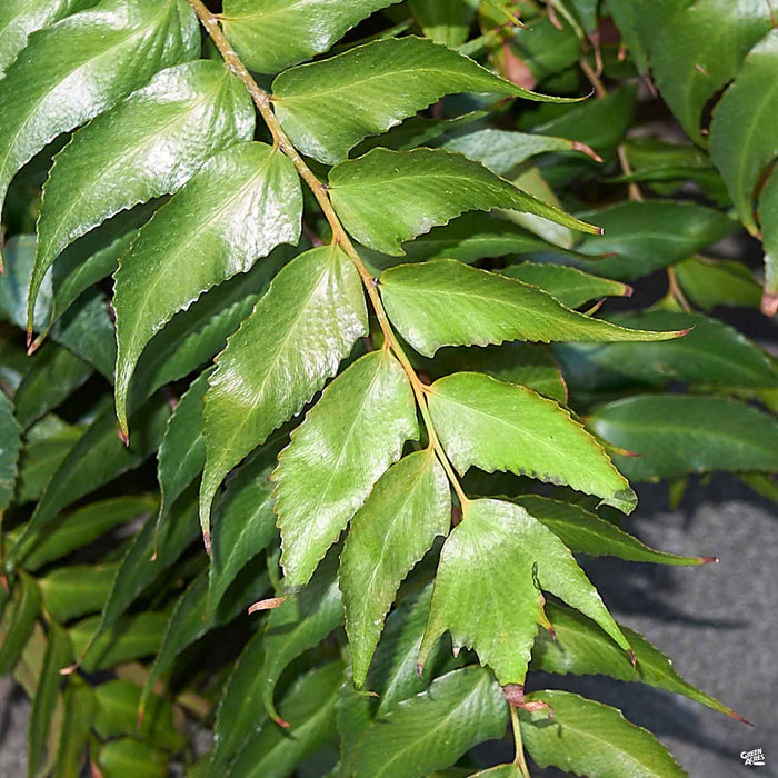 Holly Fern