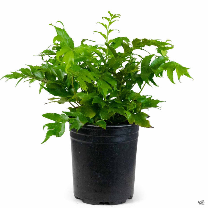 Holly Fern 1 gallon