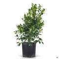 Holly Nellie R Stevens 5 gallon