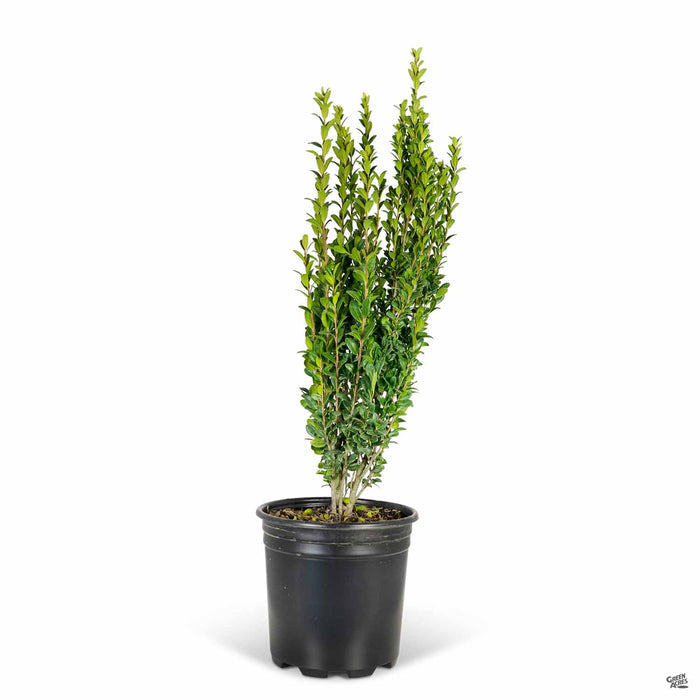 Holly Sky Pencil 2 gallon