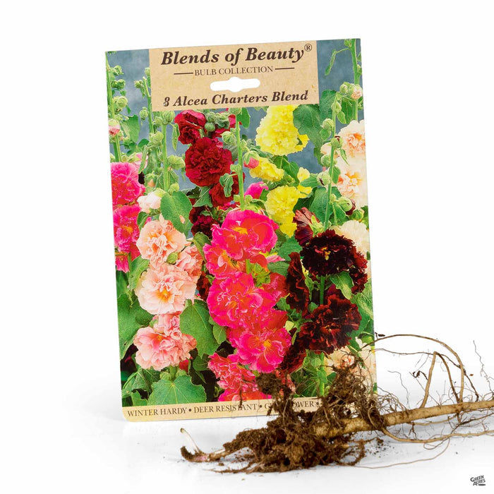 Alcea Charters Blend (Hollyhock) 3-pack