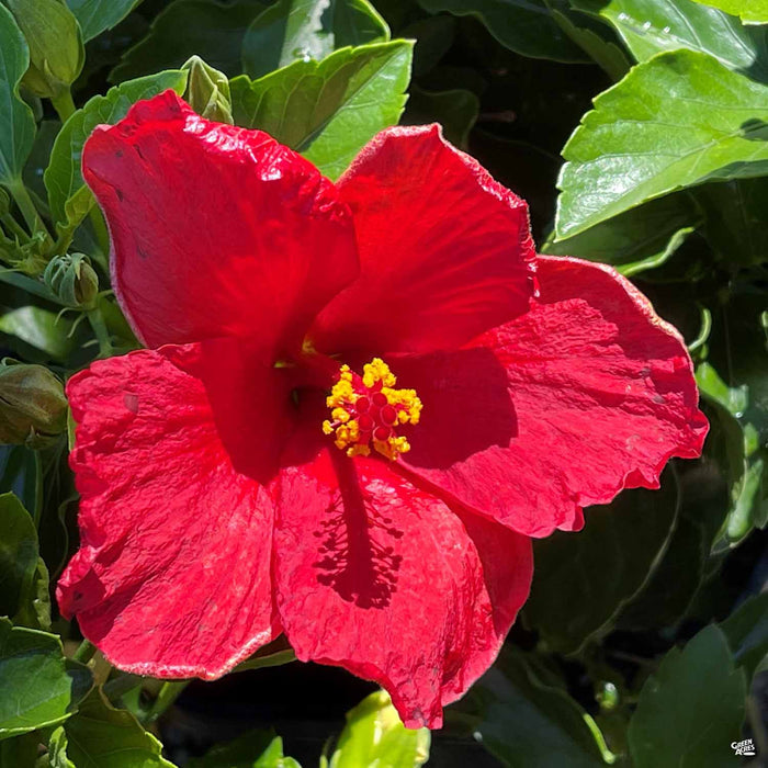 Tropical Hibiscus Hollywood Disco Diva