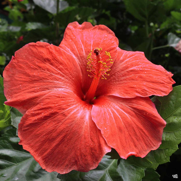 Tropical Hibiscus Hollywood First to Arrive