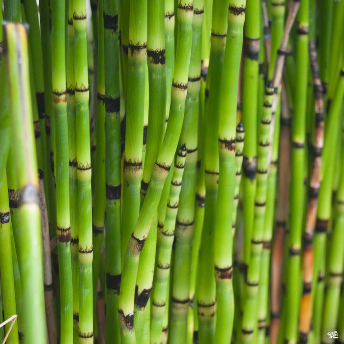 Horsetail Reed