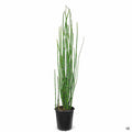 Horsetail Reed 1 gallon