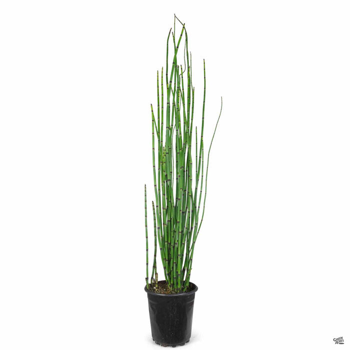 Horsetail Reed 1 gallon