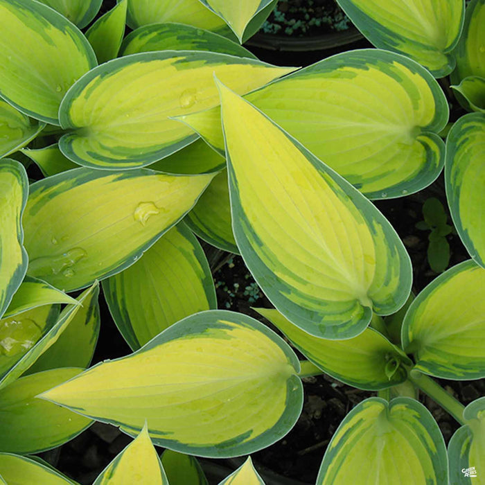 Hosta 'June'