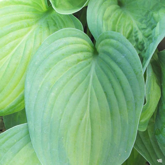 Hosta 'Guacamole'