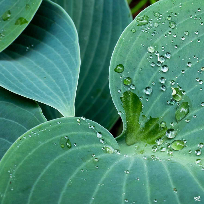 Hosta 'Blue Angel'