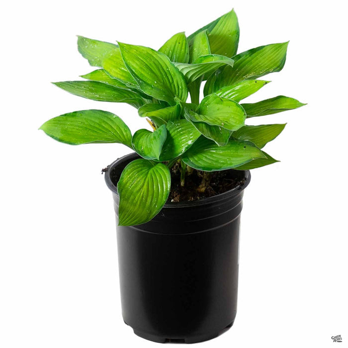 Hosta Gold Standard 1 gallon