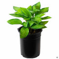 Hosta Gold Standard 1 gallon