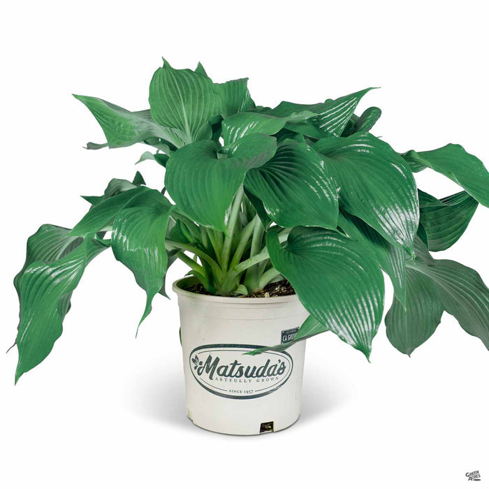 Hosta 'Blue Angel' 2 gallon Matsuda's